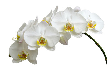 Fototapeta premium A cluster of elegant white orchids with yellow centers on a slender green stem against a dark space on transparent background