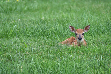 Newborn white tail deer fawn in grass