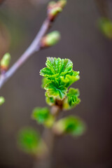 Young green currant leaves bloom in spring. High quality photo