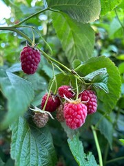 raspberry on a bush