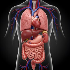 3d design of human organs