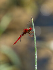 red dragonfly in the forest