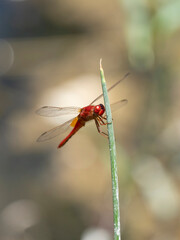 red dragonfly in the forest