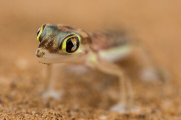 Namibgecko (Pachydactylus rangei, Syn.: Palmatogecko rangei), auch Schwimmfußgecko