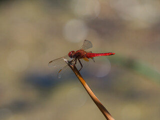 red dragonfly in the forest