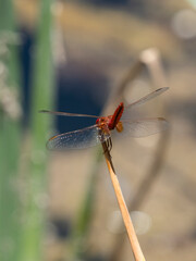 red dragonfly in the forest