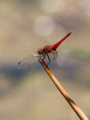 red dragonfly in the forest