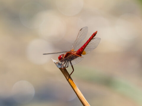 red dragonfly in the forest - Powered by Adobe
