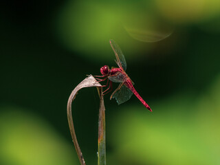 red dragonfly in the forest