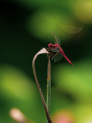beautiful dragonfly in the forest