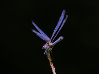 blue dragonfly in the forest