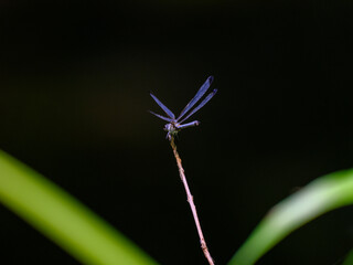 blue dragonfly in the forest