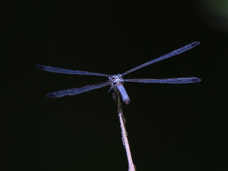 blue dragonfly in the forest