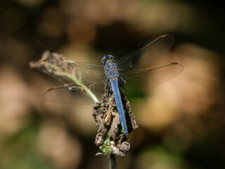 blue dragonfly in the forest