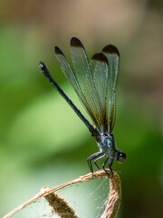 blue dragonfly in the forest