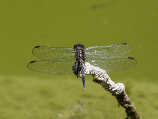 beautiful dragonfly in the forest