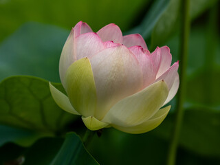 pink lotus flower