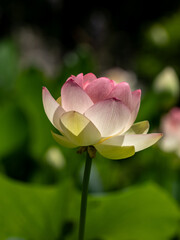 pink lotus flower