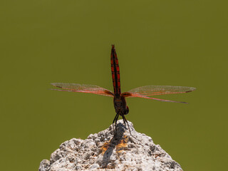 red dragonfly in the forest