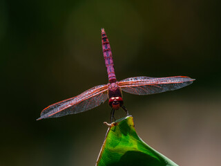 red dragonfly in the forest