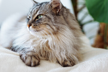 close up grey fluffy sleeping cat