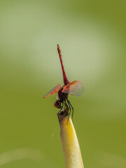 red dragonfly in the forest