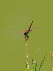 red dragonfly in the forest