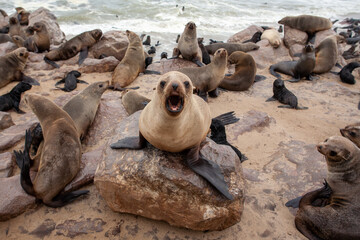 S&uuml;dafrikanischer Seeb&auml;r (Arctocephalus pusillus), Cape Cross, Namibia