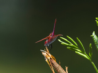 red dragonfly in the forest