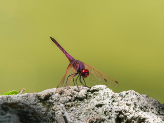 red dragonfly in the forest