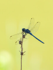 blue dragonfly in the forest