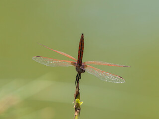 red dragonfly in the forest