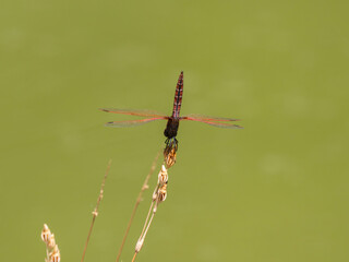 red dragonfly in the forest