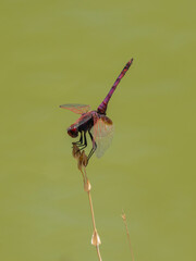 red dragonfly in the forest
