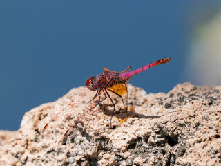 red dragonfly in the forest