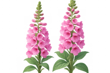 Two stems of vibrant pink foxglove flowers are standing tall against a transparent background, showcasing their delicate beauty and intricate details