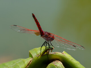 red dragonfly in the forest
