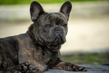 Brindle French Bulldog relaxing outdoors on soft surface  