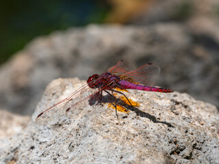 red dragonfly in the forest