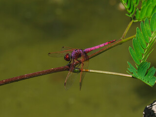 red dragonfly in the forest
