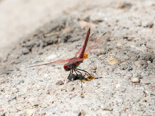 red dragonfly in the forest