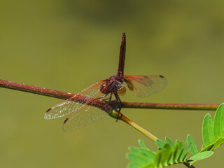 red dragonfly in the forest