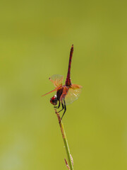 red dragonfly in the forest