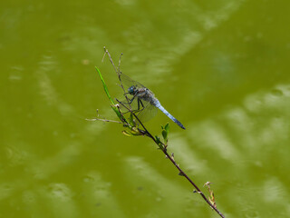 blue dragonfly in the forest