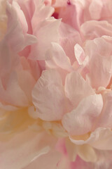 Smoke Close-up Selective soft focus cream beige, pink Peony Flower petal. Macro blur natural...