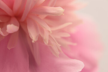 Smoke Close-up Soft focus cream beige, pink Peony Flower petal. Macro blur natural abstract...