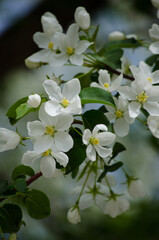 The apple tree
