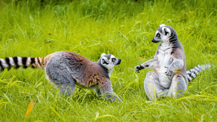 Two ring-tailed lemurs playing on green grass in nature