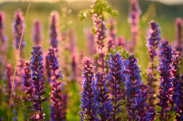 Purple sage flowers blooms in the summer meadow.