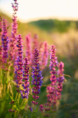 Obraz premium Purple sage flowers blooms in the summer meadow.